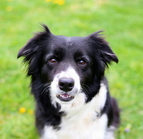 alpha omega dog training alpha omega dog training