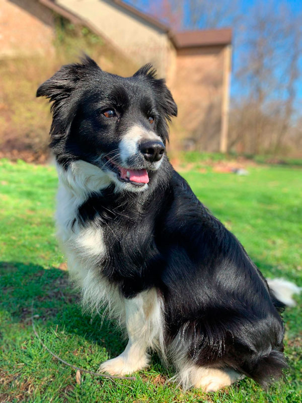 dog looking back