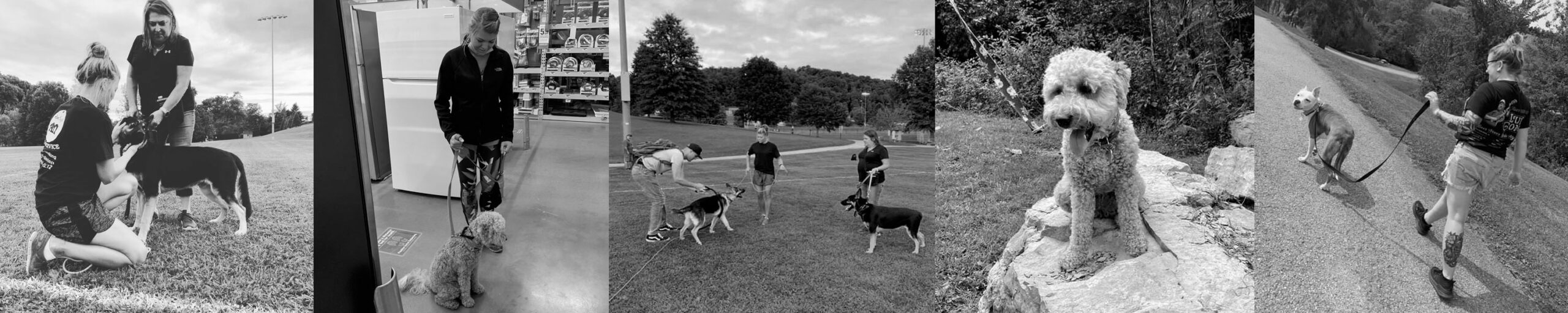 dog training collage