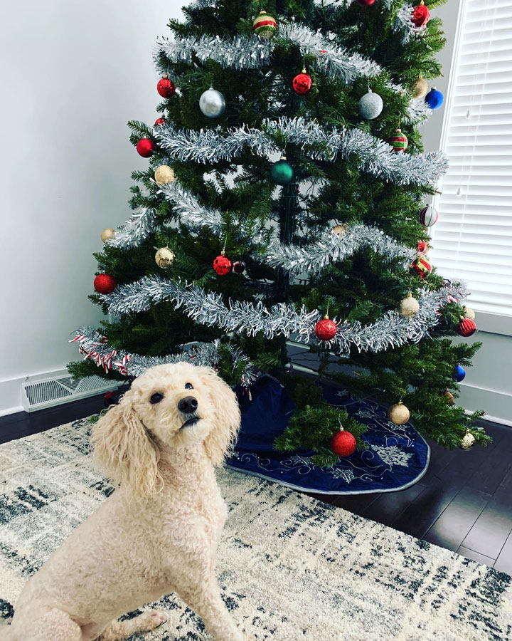 dog-and-christmas-tree mini golden doodle dog and Christmas tree