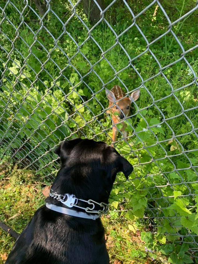 dog-fawn dog finds fawn