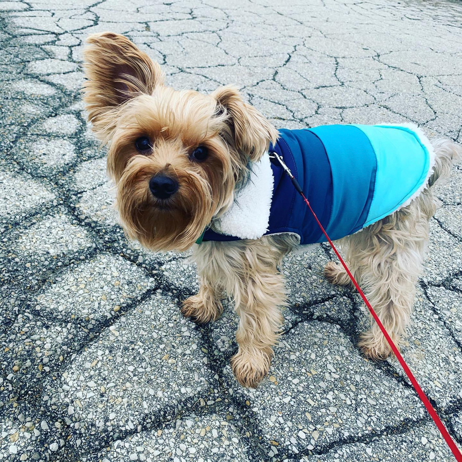 winnie-dog winnie dog and coat