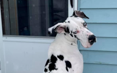 Marley Moo the Great Dane and Her Harlequin Spots