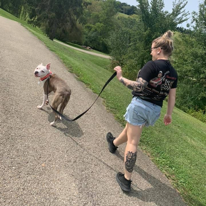 walking American pit bull terrier dog