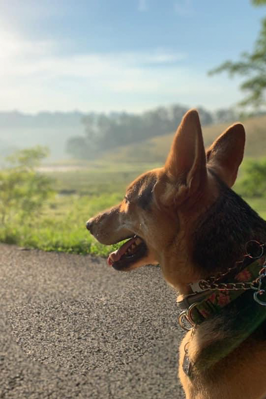 german shepherd dog