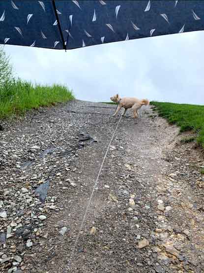walking dog in rain