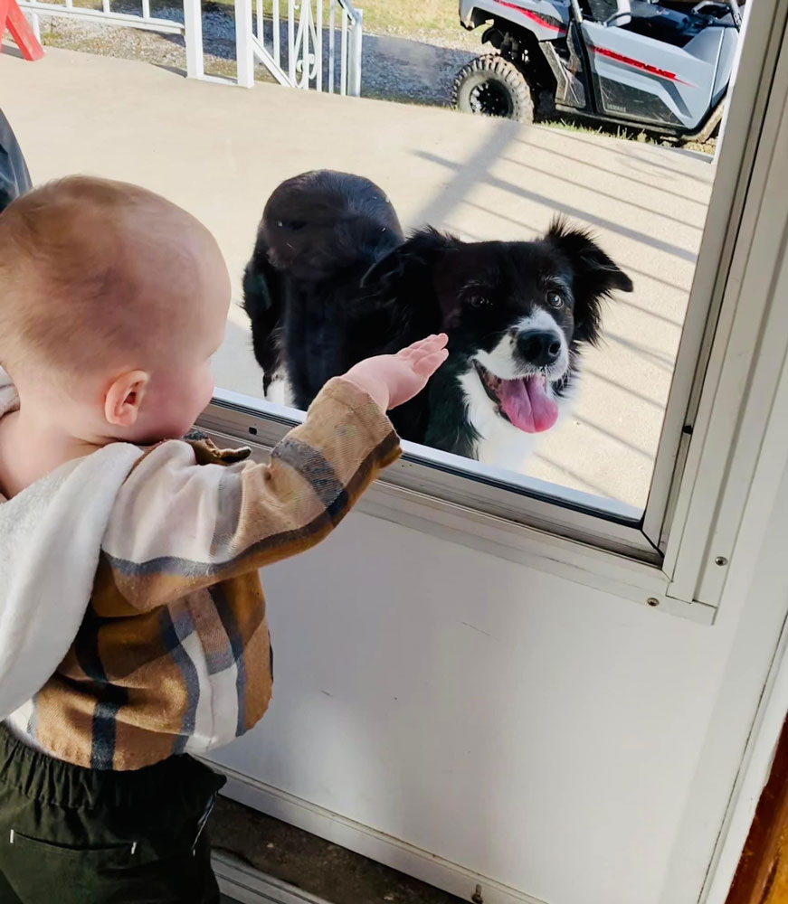 dogs and babies